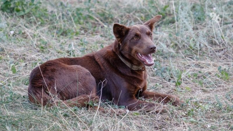 Жёлуди и опавшие листья могут навредить  собаке — доцент Руденков