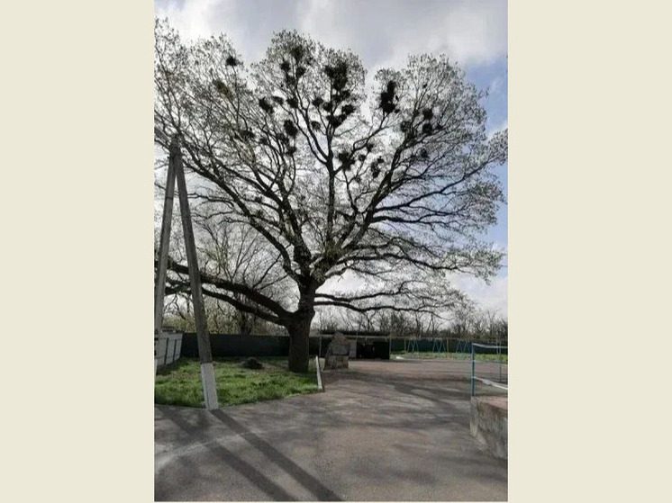 300-летний дуб представляет Ставрополье на национальном конкурсе «Российское дерево года»