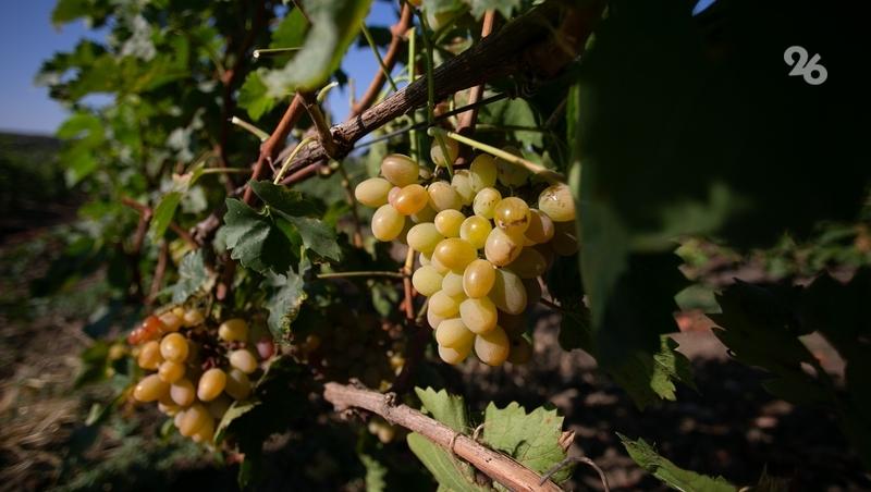 38 тыс. тонн винограда собрали аграрии Ставрополья