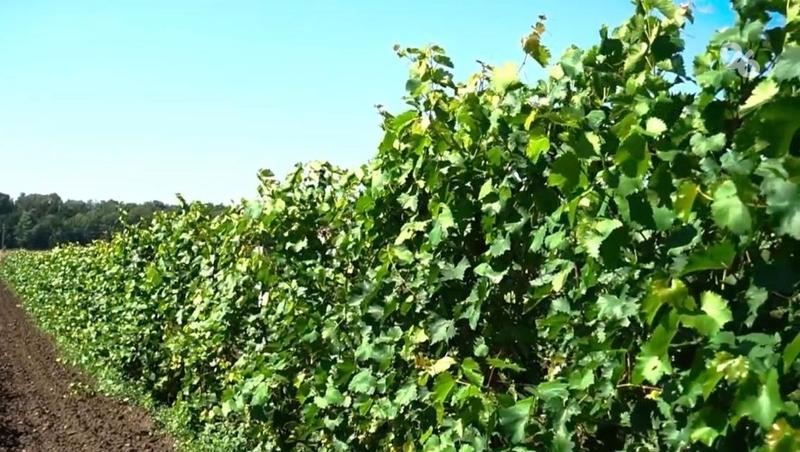 38 тыс. тонн винограда собрали аграрии Ставрополья