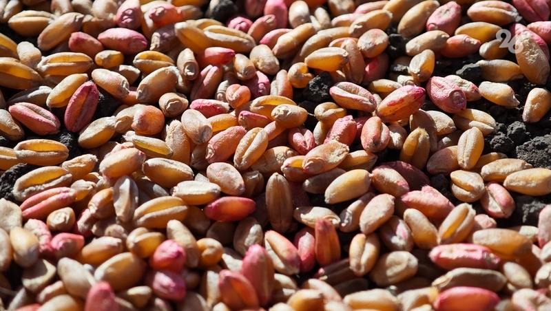 Аграрии Предгорья засеяли озимыми 60% полей