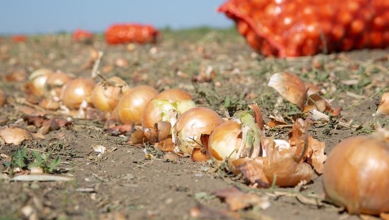 Аграрии Ставрополья убрали овощи на площади 2,9 тыс. га из 3,7 тыс. га