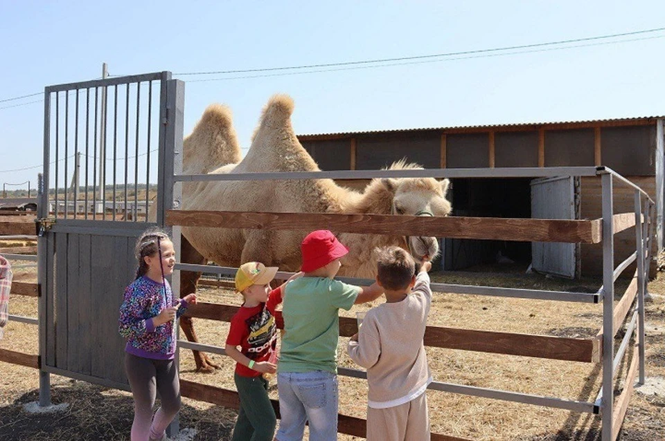 Альпаки, страусы и верблюды встречают туристов в Предгорном округе Ставрополья0