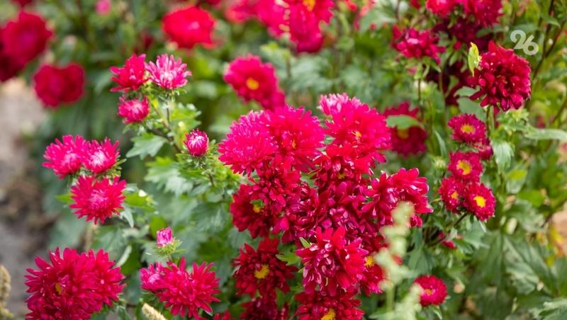 Аномально тёплая осень привела ка вторичному цветению растений на Кубани