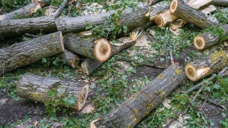 Аварийное дерево спилят в посёлке Анджиевском после прямой линии губернатора