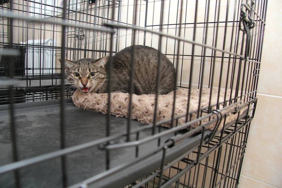 Бастрыкин поручил проверить ветклинику после гибели животных в Ставрополе0