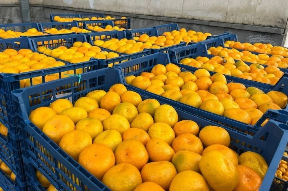 Бойцам СВО отправят тонну мандаринов из Предгорного округа Ставрополья0