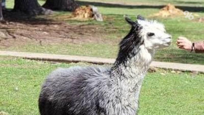 Более 150 тыс. туристов посетили Предгорный округ в 2025 году