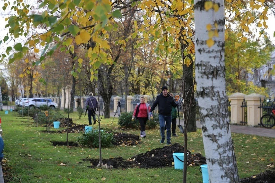 Более 700 деревьев разных пород высадили на улицах Ставрополя0