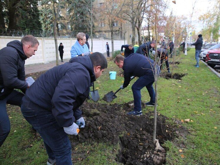 Более 700 деревьев высадили на улицах Ставрополя