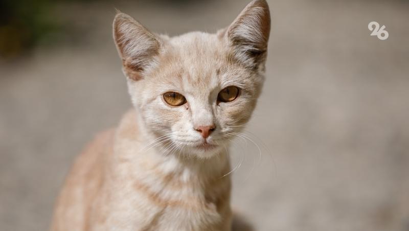 Четыре кошки две недели были заперты в квартире с умершим хозяином в Ставрополе