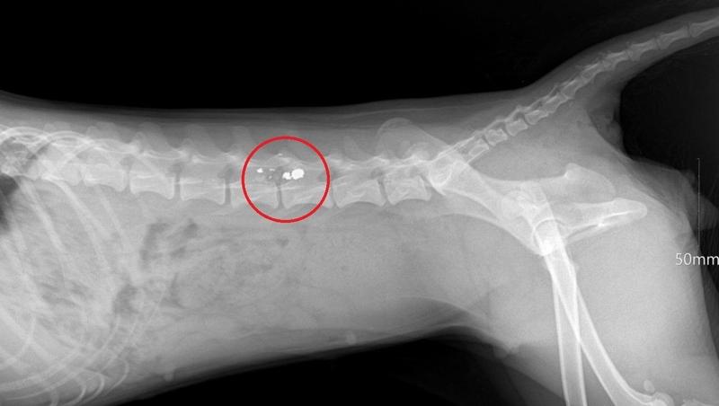 Дело мужчины, расстрелявшего собаку при детях на Ставрополье, передано в суд