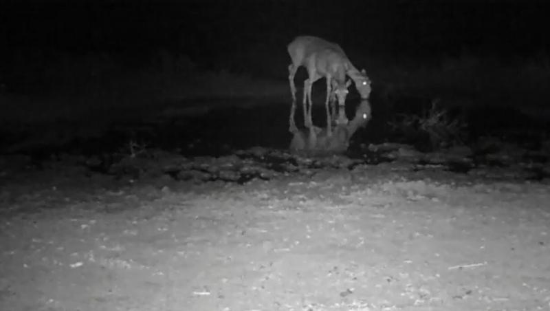 Дикие животные забыли о соперничестве на водопое в Астраханском заказнике