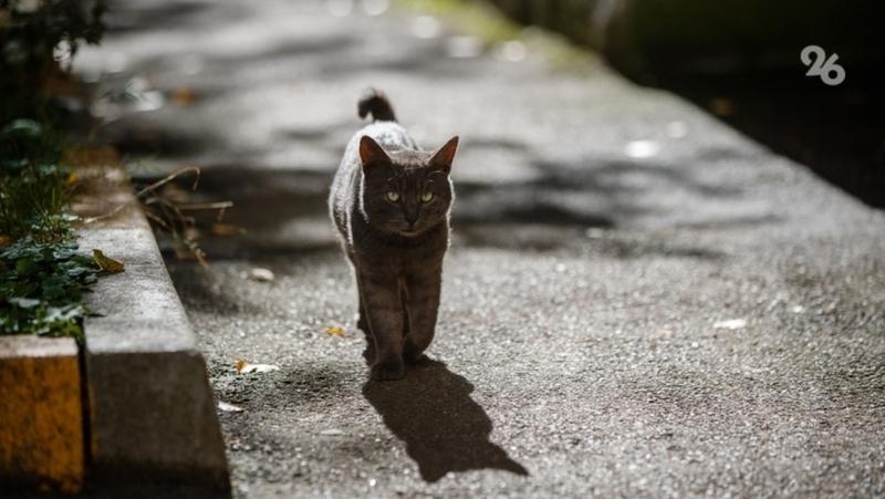 До +20 градусов прогреется воздух на Ставрополье в понедельник, 10 ноября