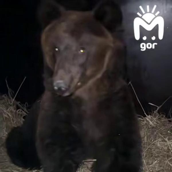 Двух спасённых медведей из частного зоопарка в Дагестане отправят в Ирландию