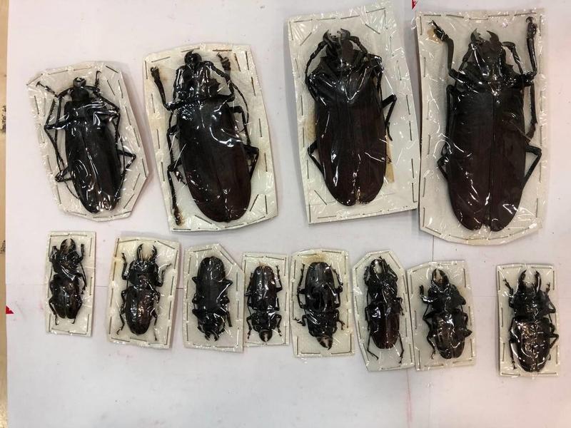 Экзотические жуки за 1,5 млн рублей не доехали до Ставрополья