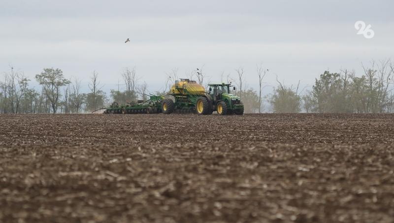 Гербициды могли стать причиной пожелтения всходов в хозяйстве на Ставрополье