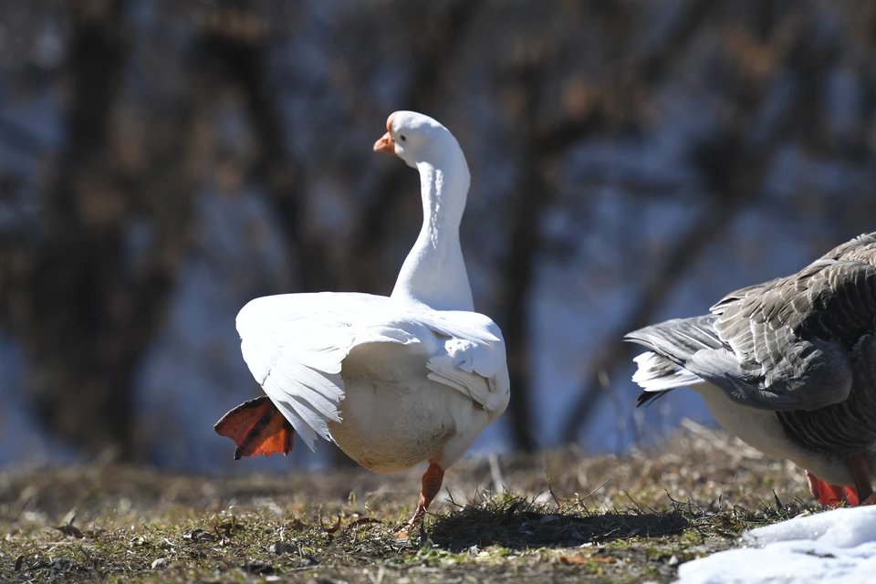 Гусыня из Невинномысска перешла дорогу по правилам и попала на видео мэра0