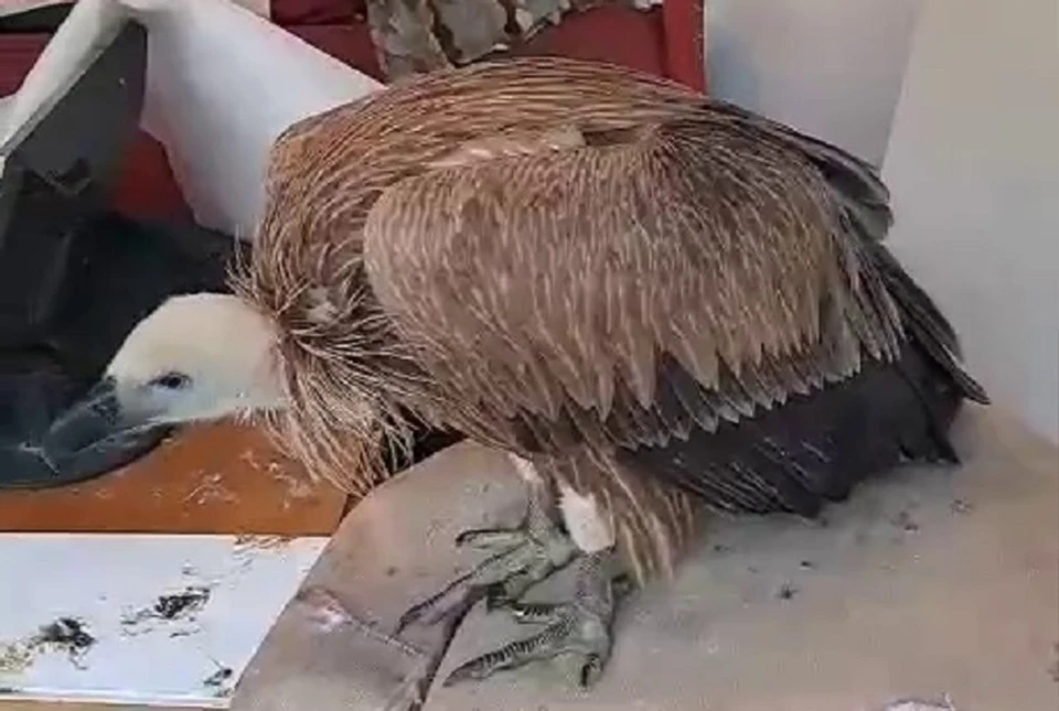 Истощенного краснокнижного сипа спасают в Дагестане0