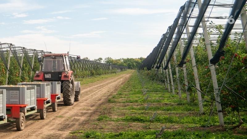 Яблоневый сад суперинтенсивного типа заложили в школе села Покойного