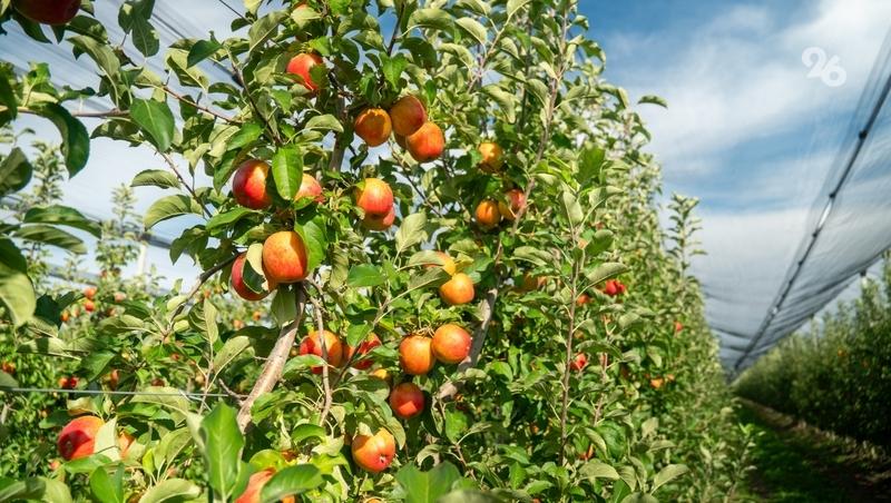 Яблоневый сад суперинтенсивного типа заложили в школе села Покойного