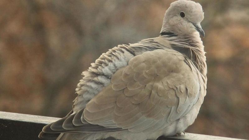 Как правильно подкармливать птиц зимой, рассказали в музее Пятигорска