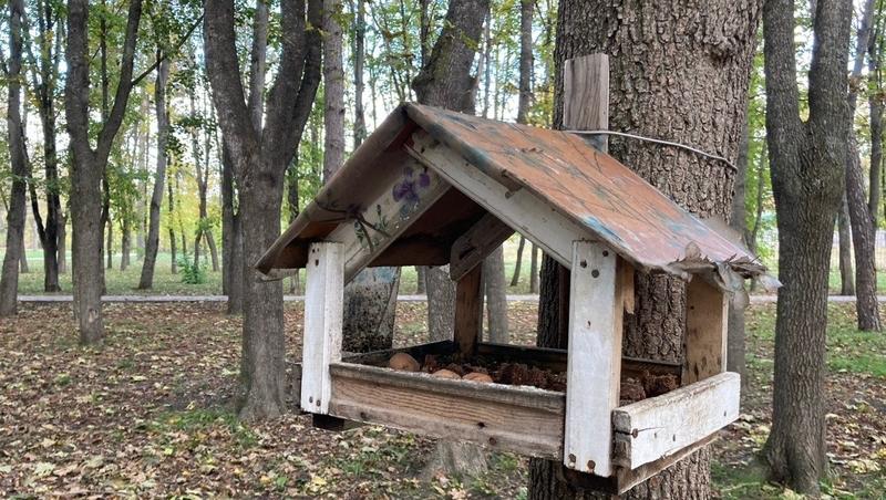 Как правильно подкармливать птиц зимой, рассказали в музее Пятигорска