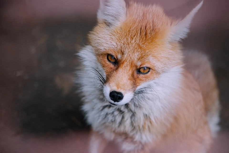 Лисы оккупировали курортную зону в Железноводске0