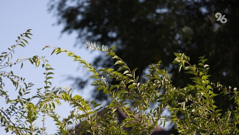 Масштабное озеленение пройдёт в Кочубеевском округе