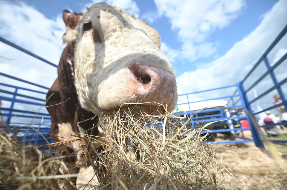 Молочный комбинат на Ставрополье обязали оценить причиняемый вред экологии0
