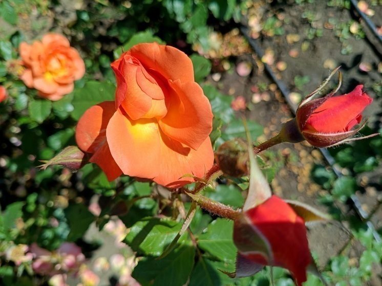 На общественных территориях Магаса до конца года высадят три тысячи кустов роз