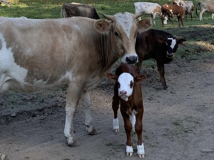 На Ставрополье достигнут рекордный надой молока — 67 литров на корову в сутки