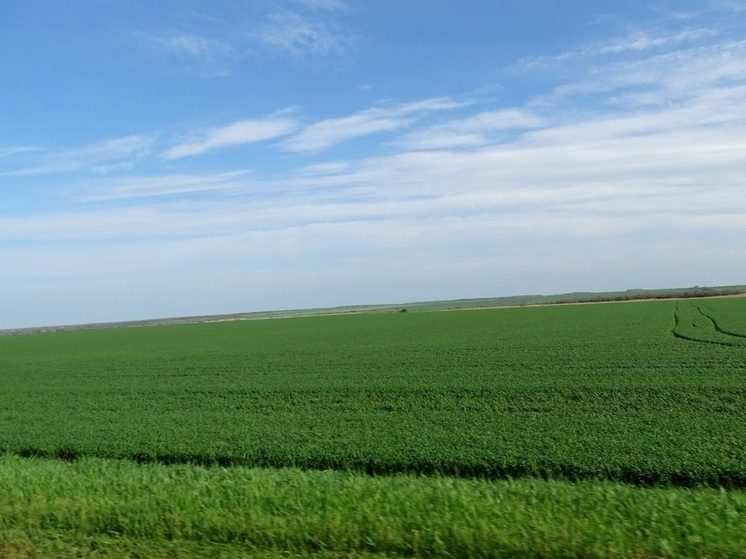 На Ставрополье обследовали  1,5 млн гектаров полей в рамках борьбы с мышевидными грызунами