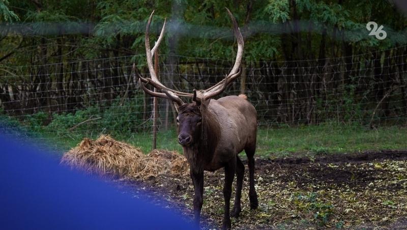 На Ставрополье появятся новые требования к предотвращению гибели животных