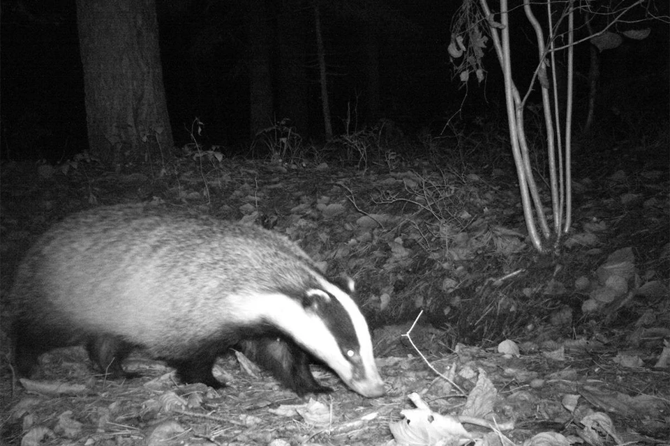 На Ставрополье поймали на камеру редкого обитателя края0