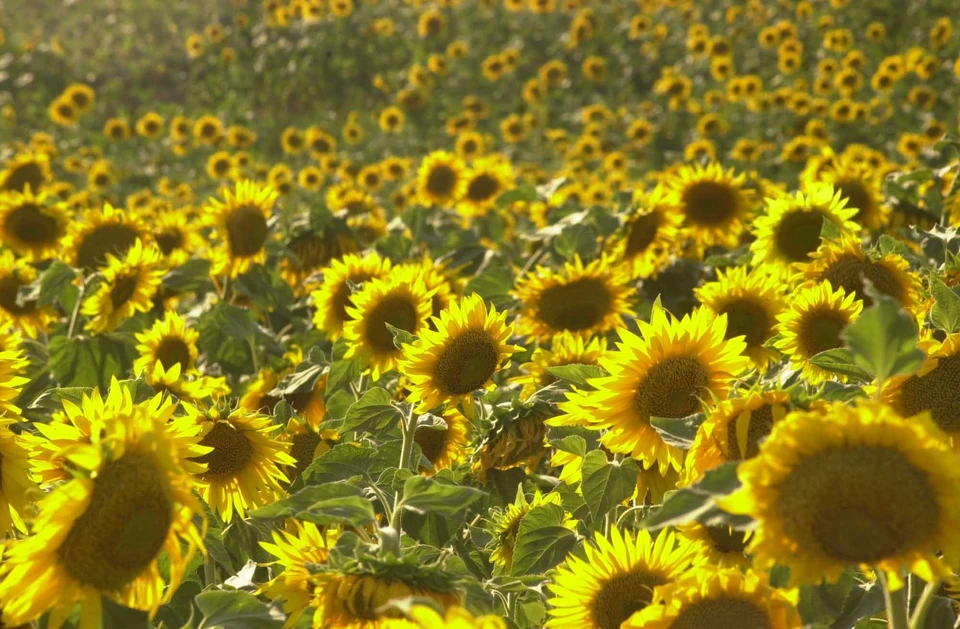 На Ставрополье собрали почти 370 тысяч тонн подсолнечника0