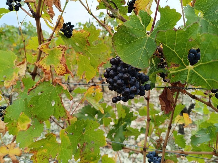 На Ставрополье собрали урожай на 5 тысячах га виноградников