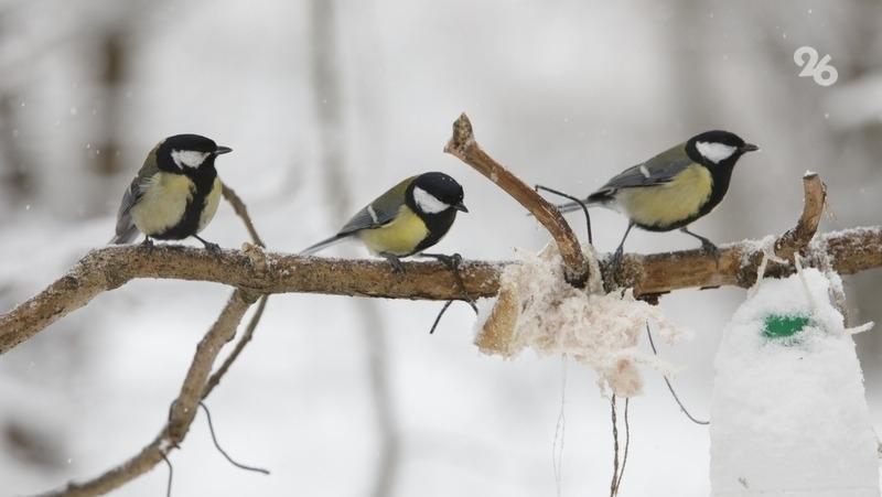 На Ставрополье создают подкормочные площадки для диких животных