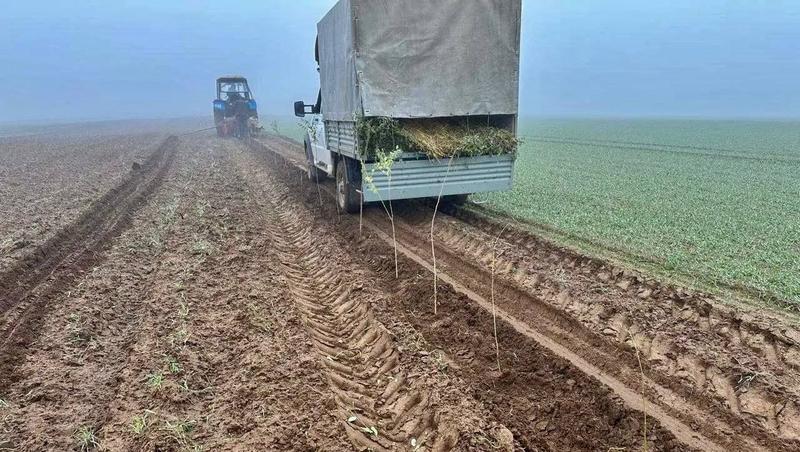 На Ставрополье в 2025 году восстановили 54 га лесов