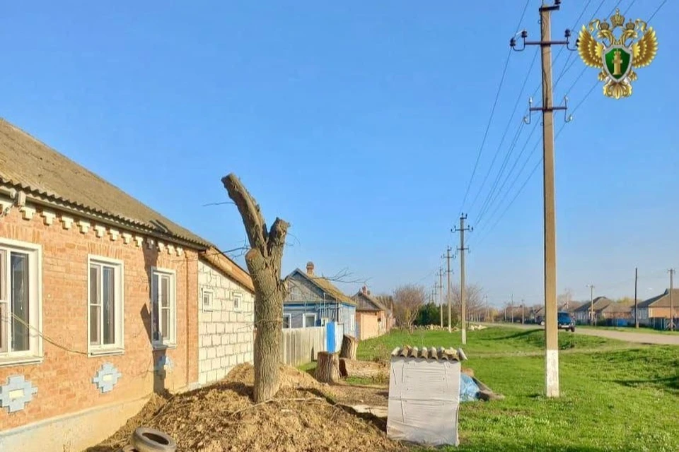 На Ставрополье возле дома участника СВО спилили опасные для ЛЭП деревья0