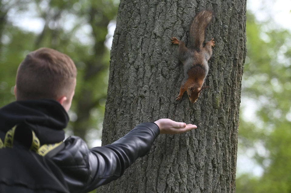 На Ставрополье выросло число укусов белок и других диких животных0