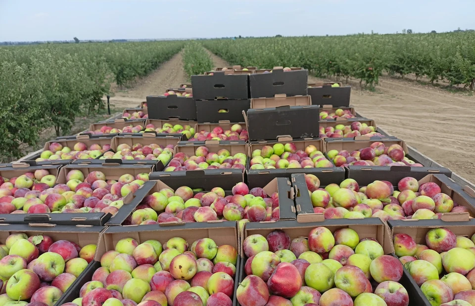 На Ставрополье заложили на хранение более 42 тысяч тонн яблок0