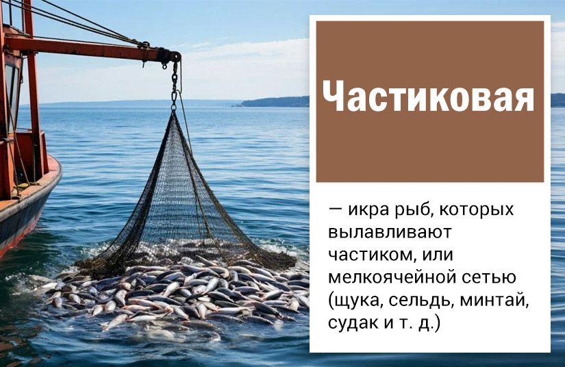 Не хуже красной: пять видов полезной икры для завтрака и праздничного стола0