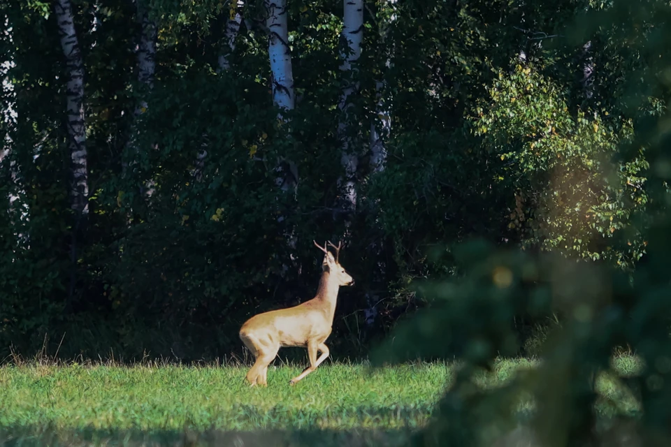Новые требования к предотвращению гибели животных и птиц ввели на Ставрополье0
