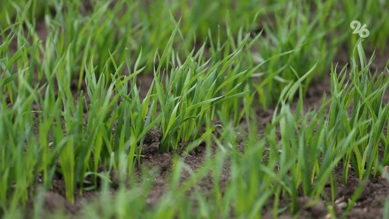 Опасная пятнистость замечена на полях озимого ячменя на Ставрополье