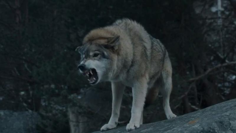 Осетинский фильм об охоте на священных туров получил Гран-при в Минске