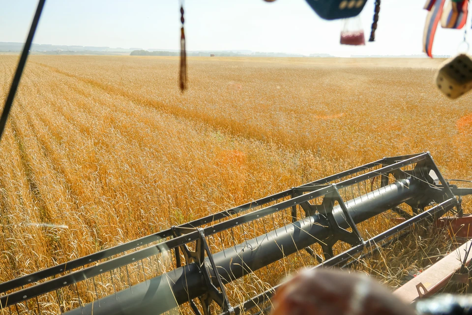 Остатки пестицидов в почве стали причиной угнетения пшеницы на Ставрополье0