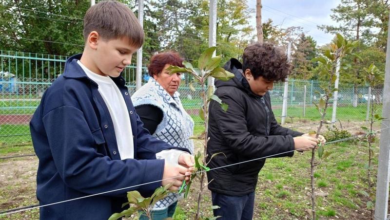 Первый школьный яблоневый сад заложили в Пятигорске