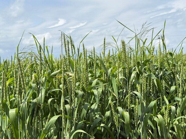 По требованию Россельхознадзора в Чечне восстановили плодородие 84 гектаров земли