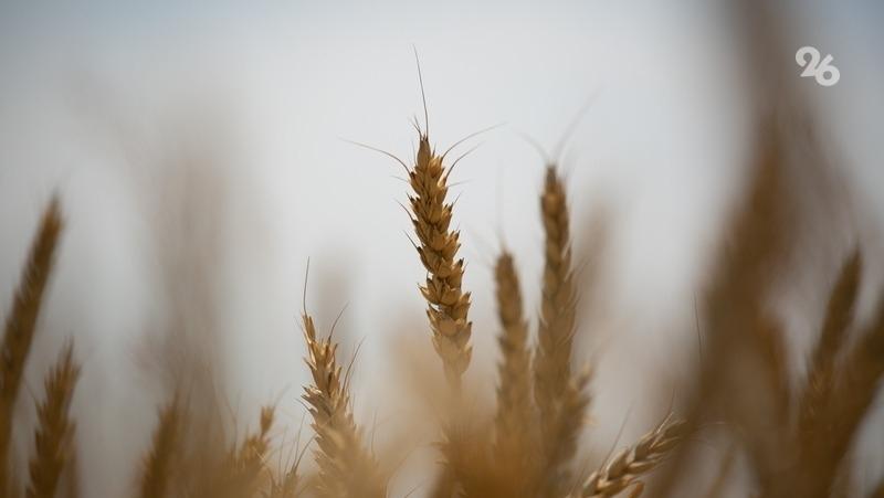 Политолог: губернатор Ставрополья достигает лидерства в АПК за счёт инноваций